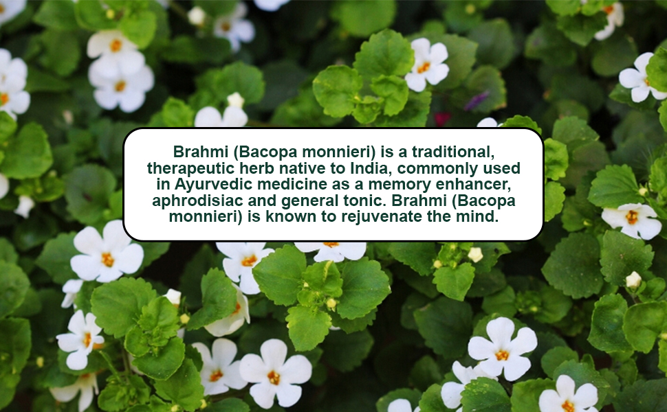 Jain Organic Brahmi Powder 800g | Hair Growth & Hair Care | Natural Brain Memory Support | Healthy Hair & Mind Wellness | Chemical-Free Ayurvedic Powder