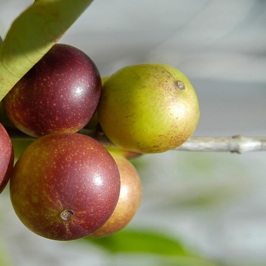 pure-original-ingredients-camu-camu-powd-3.jpg
