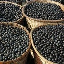 acai-berry-complex-acai-berry-acai-nutri-6.jpg