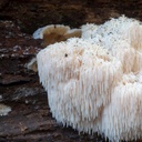 pure-original-ingredients-lion-s-mane-73-5.jpg