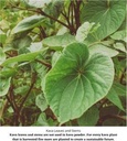 waka-kava-root-powder-1-lb-100-noble-kav-6.jpg