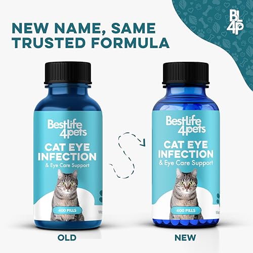 cat-eye-infection-vision-care-support-ho-3.jpg