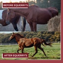 equerry-s-better-horse-belly-gut-support-4.jpg