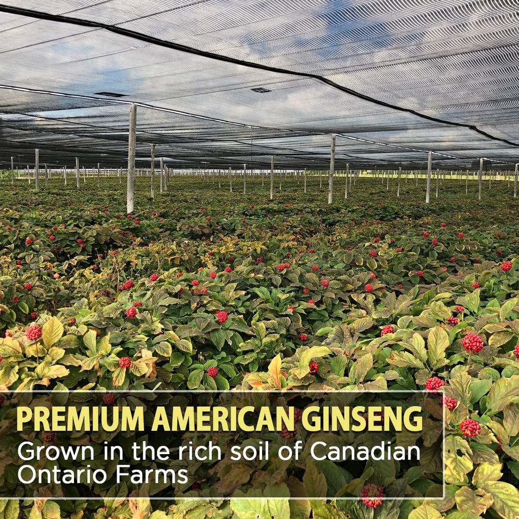american-ginseng-powder-4-ginsenosides-r-6.jpg