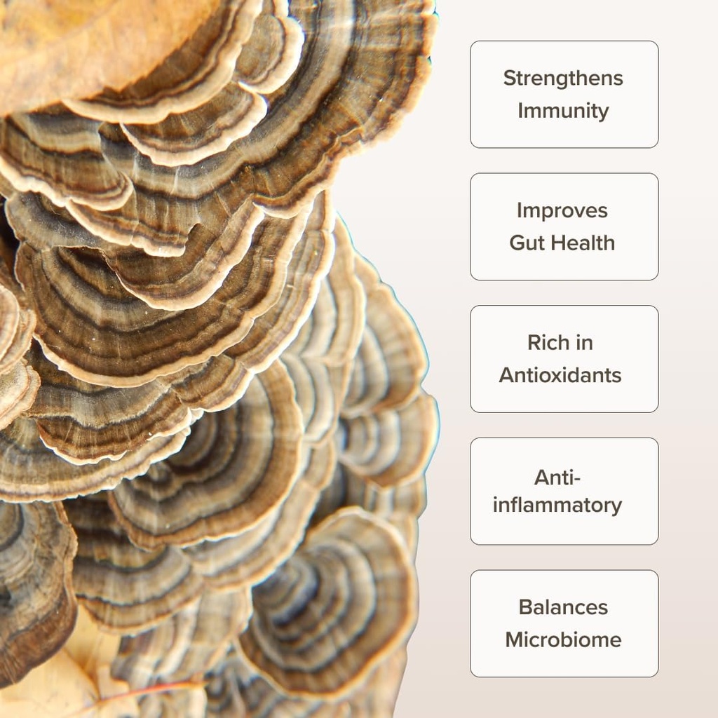 turkey-tail-mushroom-powder-i-gut-health-2.jpg