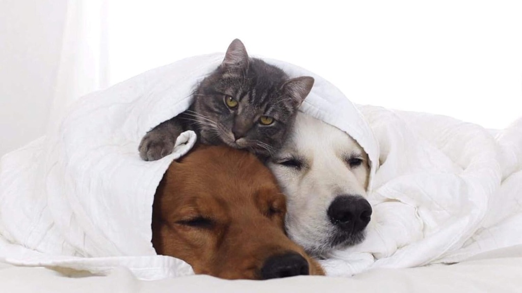 i-love-my-pets-llc-immunity-dog-suppleme-4.jpg