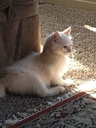 older-cat-supplements---cat-immune-suppo-3.jpg