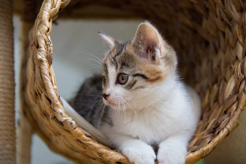 older-cat-supplements---cat-immune-suppo-4.jpg