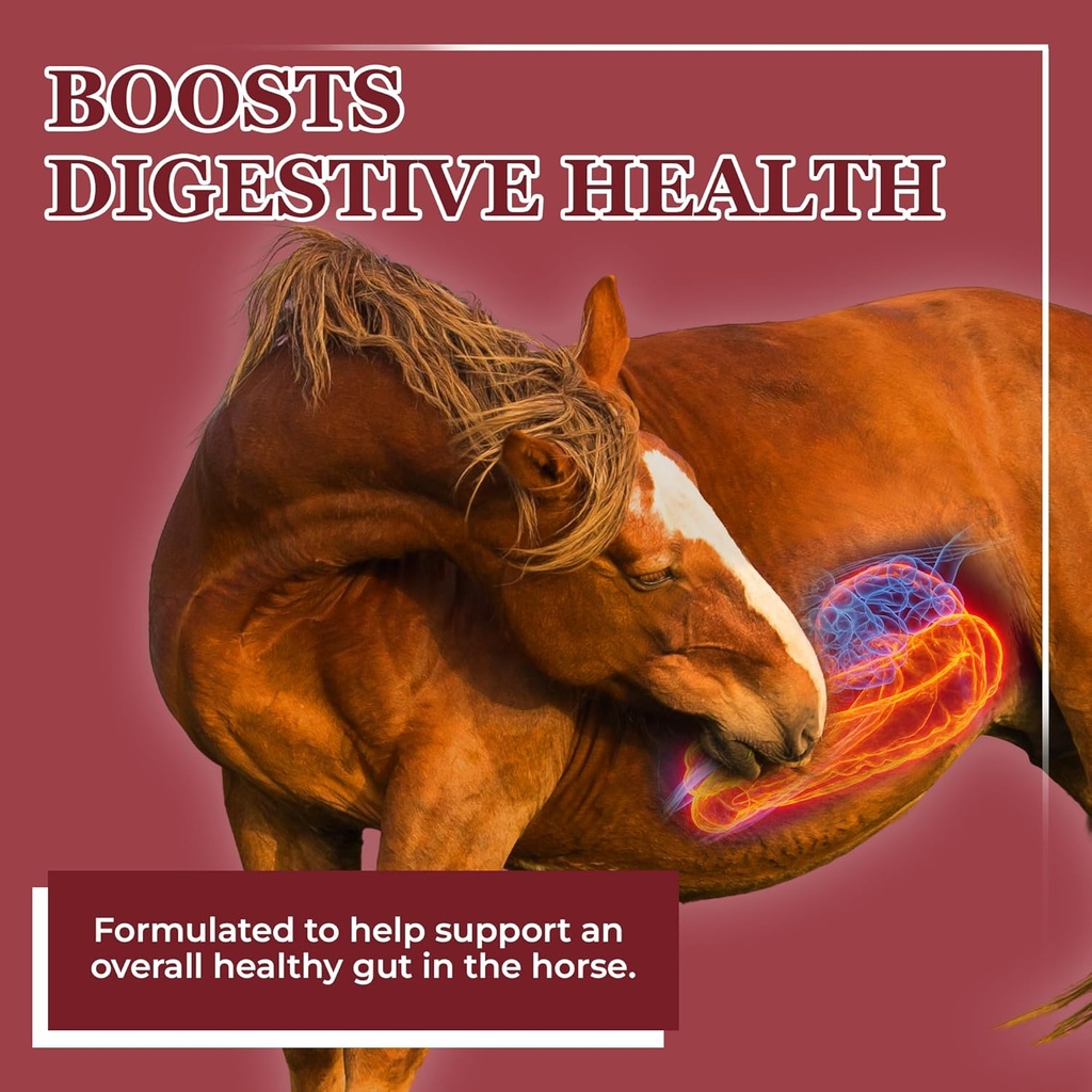 equerrys-better-horse-belly---supplement-2.jpg