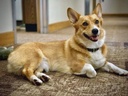 dog-energy-booster---ultra-vitamins-for--3.jpg