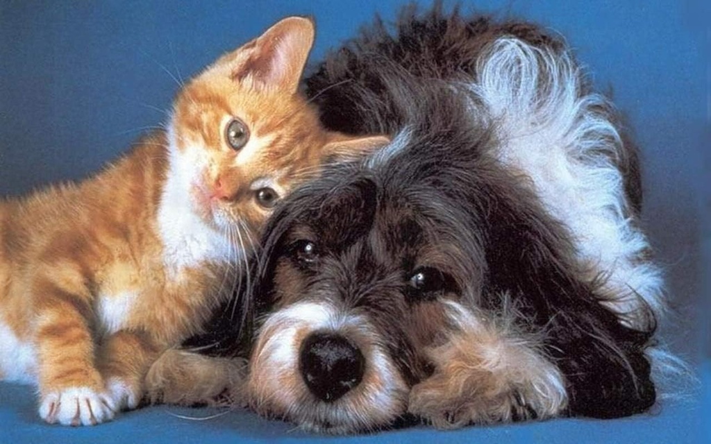 i-love-my-pets-llc-cat-immune-system---p-3.jpg