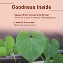 minature-guduchi-giloy-powder-tinospora--2.jpg