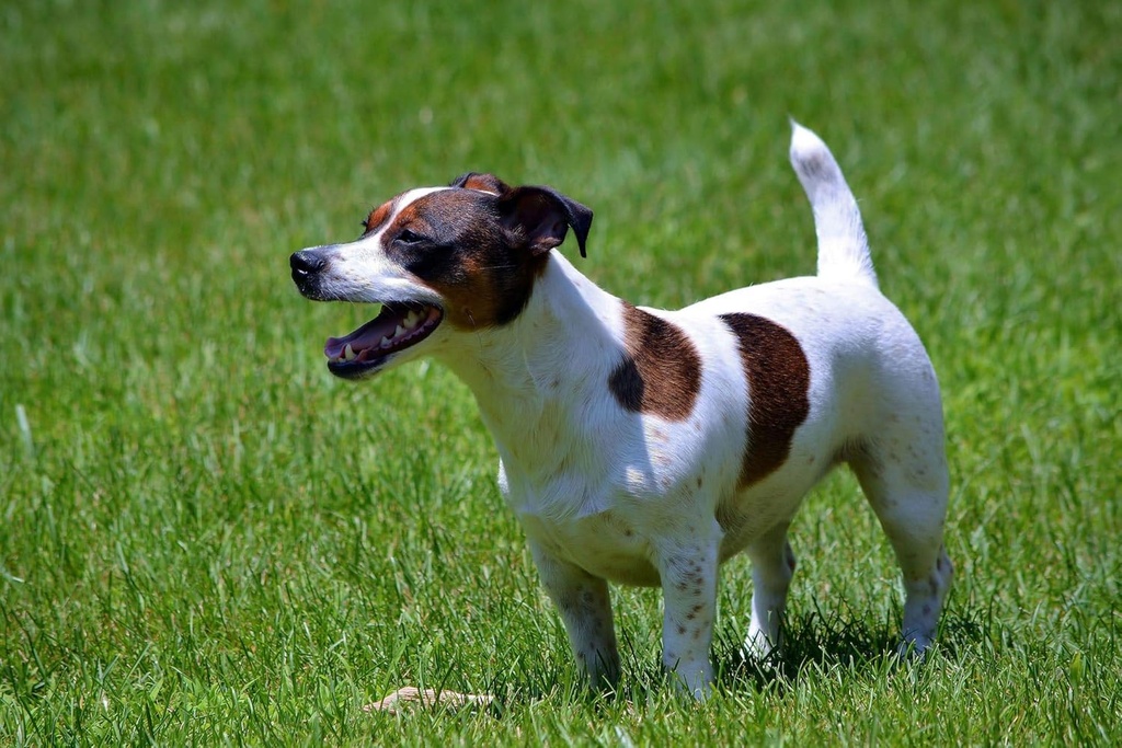 digestive-defense-for-dogs---probiotics--4.jpg