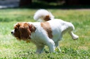 dog-uti-supplement---dog-natural-urinary-3.jpg