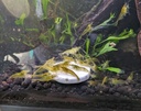 aquatic-foods-inc-calcium-feeder-medium--5.jpg