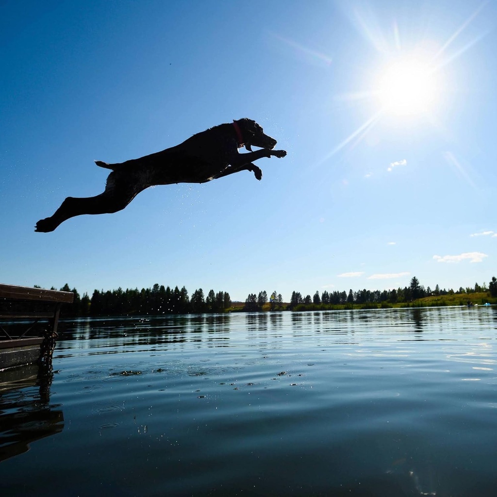 k9-athlete---new-dog-dog-joint-supplemen-4.jpg