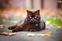 wellness-treats-for-cats---ultra-vitamin-3.jpg