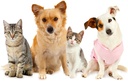 cat-immune-system-support---ultra-vitami-3.jpg