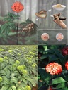 100-superfine-pure-natural-yunnan-wensha-4.jpg