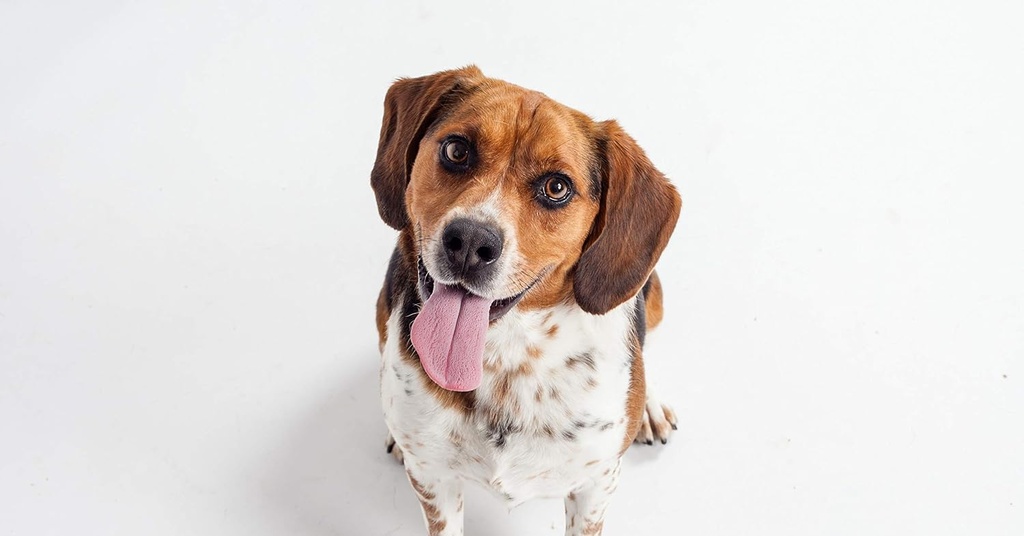 immune-support-oil-for-dogs---dog-ultra--3.jpg