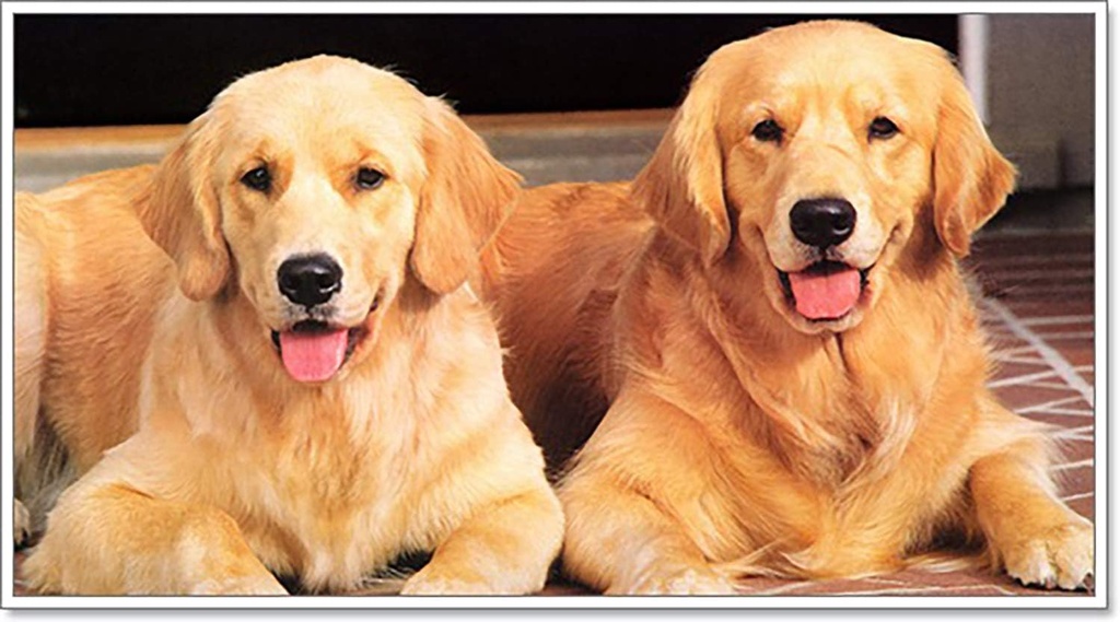 x2-pcs100ml-dog-multivitamin-daily-essen-6.jpg