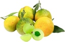 italian-citrus-bergamot-supplement-capsu-2.jpg