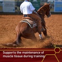 vita-flex-pro-accel-lifetime-health-well-4.jpg
