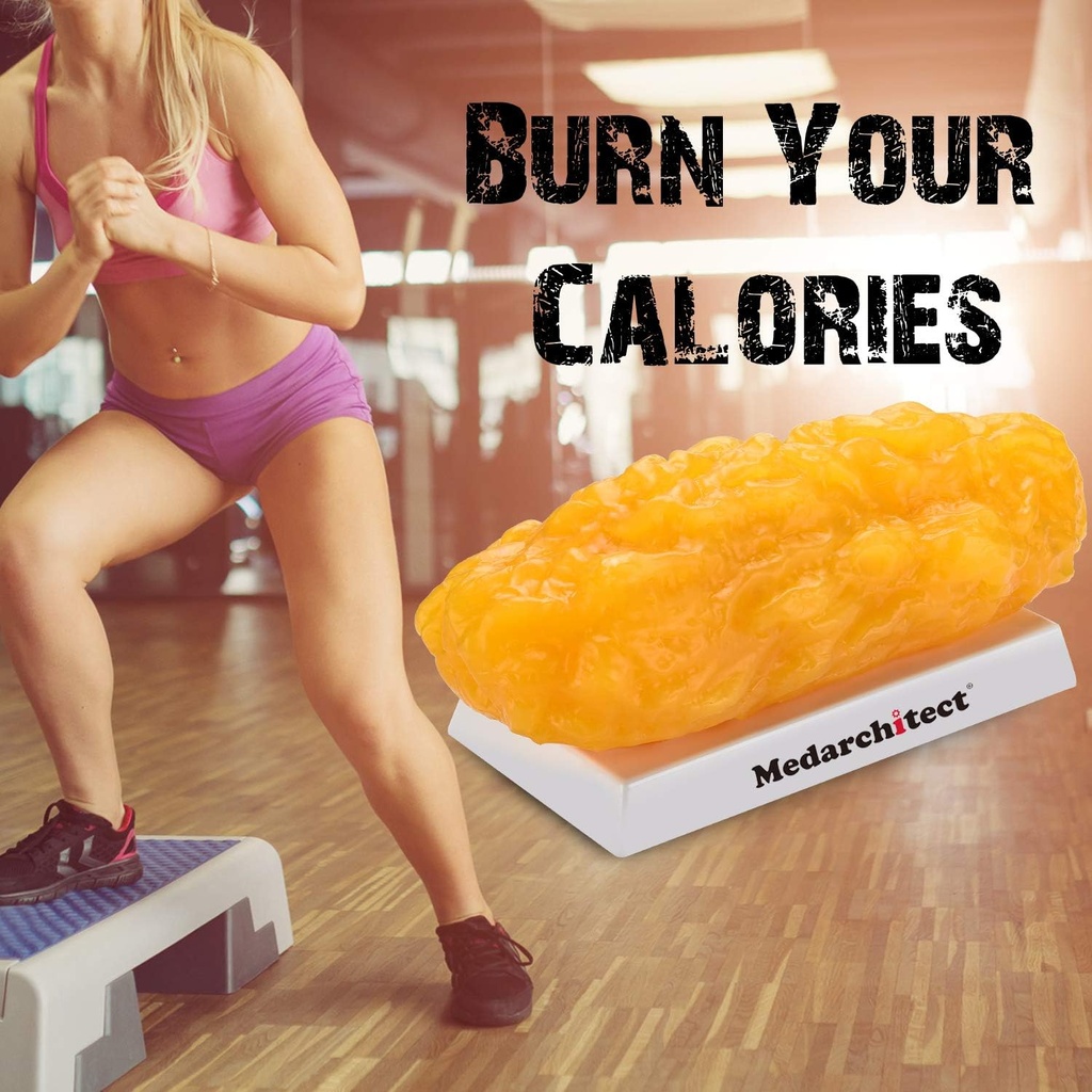 medarchitect-authentic-human-body-fat-mu-5.jpg