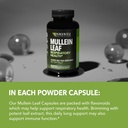 Mullein Leaf Capsules for Respiratory Health - 5000mg Extract 10:1 for Lung Support and Immune Function - 180 Count - Vegan, Non-GMO Capsules - Herbal Supplement for Daily Wellness - 6 Month Supply 5