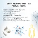 liposomal-nad-supplement-with-resveratro-5.jpg