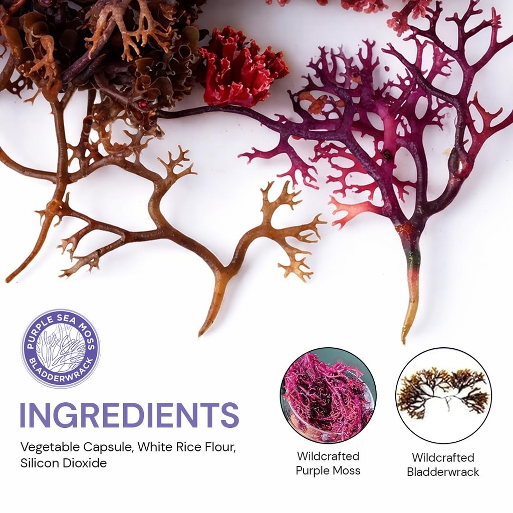purple-sea-moss-bladderwrack-capsules-22-3.jpg