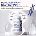 liposomal-nmn-nr-supplement-60-vegan-cap-4.jpg