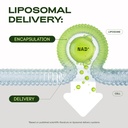 cata-kor-liposomal-nad-supplement-with-r-4.jpg