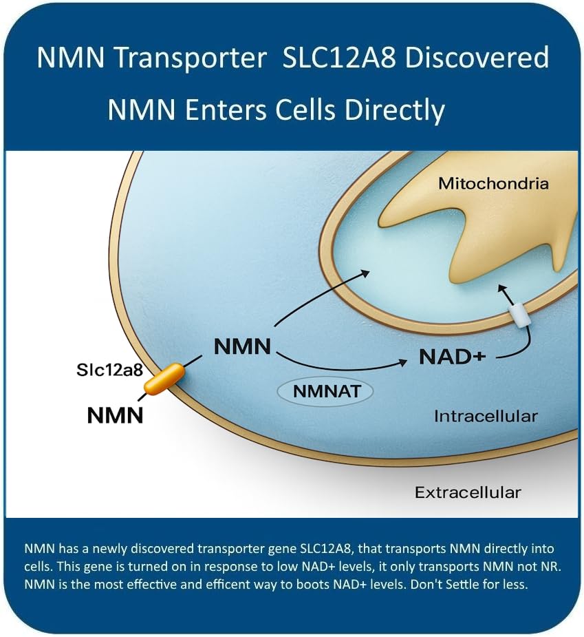 maac10-nmn-supplement-real-nicotinamide--6.jpg