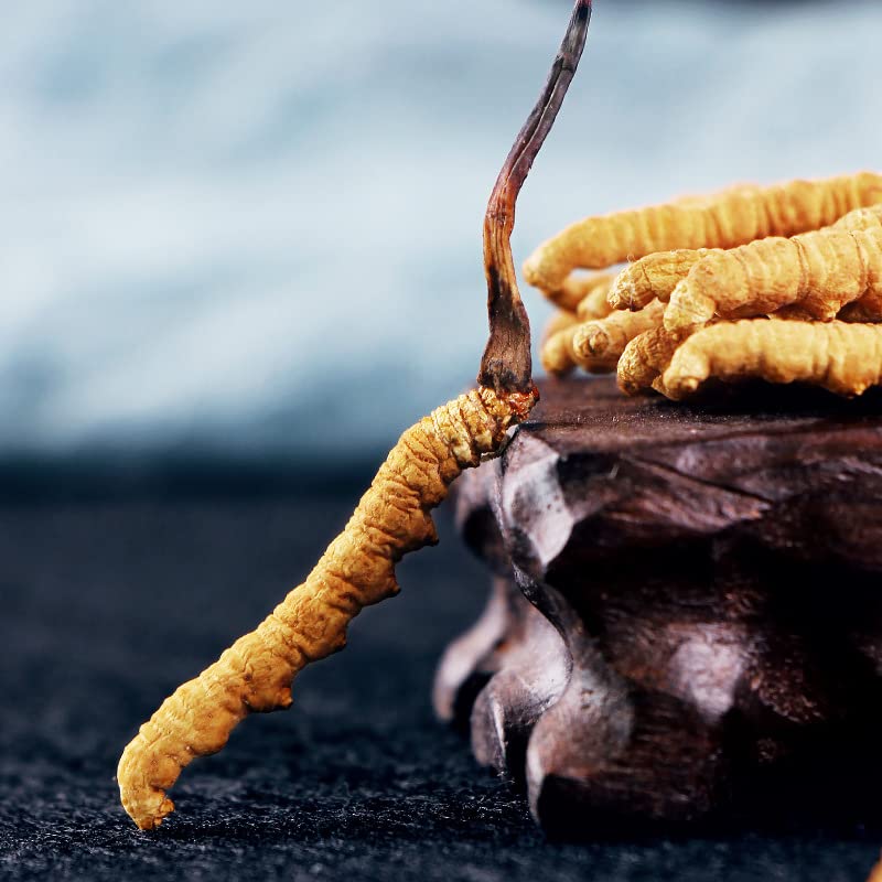 5-grams-100-wild-himalayan-cordyceps-sin-5.jpg