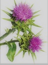 wildcrafted-raw-milk-thistle-seed-whole--4.jpg