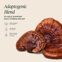 om-mushroom-superfood-relax-mushroom-cap-3.jpg