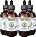 Pipsissewa无酒精液体提取,Pipsissewa (Chimaphila umbellata) Dried Leaf Glycerite Natural Herbal 补编,夏威夷药典,美国,4x4 f.oz