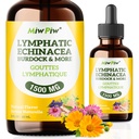 Lymphatic Drainage Drops Pack 1-Lymph Detox, 环流 - Lymphatic Drainage 补充药 草药有机, Echinacea, Dandelion, Burdock, Cleaver Herb - Imune系统支持和清洁