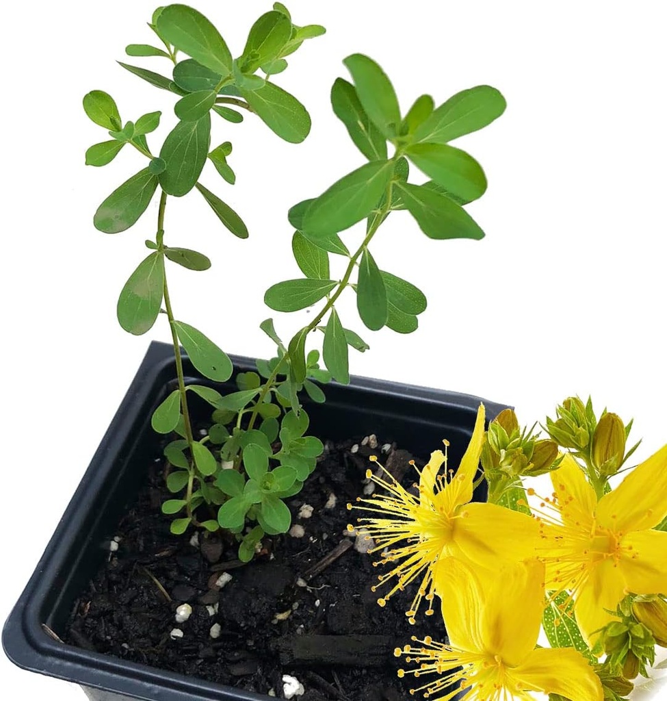 有机圣约翰禾本植物(Hypericum Perforatum) 2.5 inch Pot - 圣约翰禾本活植物
