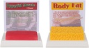 SimCoach 人体脂肪与肌肉复制品 1 Lb, 保持适配与适配动机与提醒, 人体肌肉脂肪营养师模型, Athlete