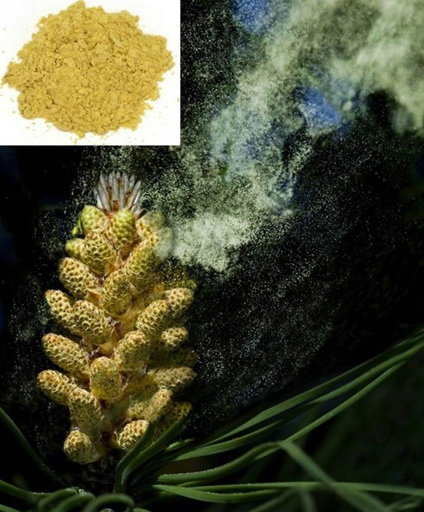 1KG(2.2LB) 裂缝细胞壁 草药 Masson Pine Pollen Powder, 100%纯和RAW - 野生 HARVESTED - 绝缘 SUPERFOOD