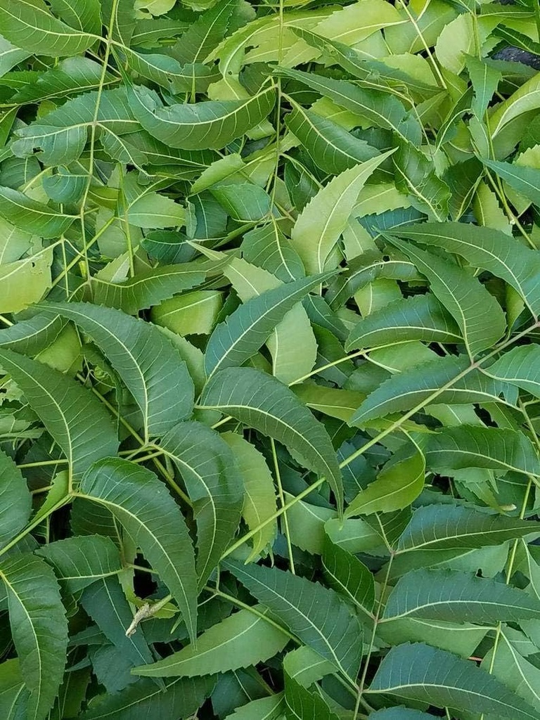新鲜的尼姆叶(Neem Leaves),来自南佛罗里达州的Azadirachta Indica,Margosa. (3个OZ)