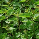 (原始内容存档于2018-07-21). Stinging Nettle (Urtica Dioica) - 100种子,由OrginBud制作.