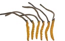 (原始内容存档于2019-09-26) (英语). Wild Cordyceps, very Himalyan Cordyceps Sinensis Mushroom, Genine and Very Rare, High Legence, Boost Energy, 减轻男女压力, 3 grams.