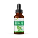 草本植物善良莫林加叶提取