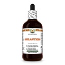 Spilanthes (Acmella Oleracea) Dry Leaf, Flower and Stem Glycerite, All Natural, Vegan, Lab Tested Alcohol-Free Liquid Extract - 4 fl.oz