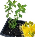 有机圣约翰禾本植物(Hypericum Perforatum) 2.5 inch Pot - 圣约翰禾本活植物